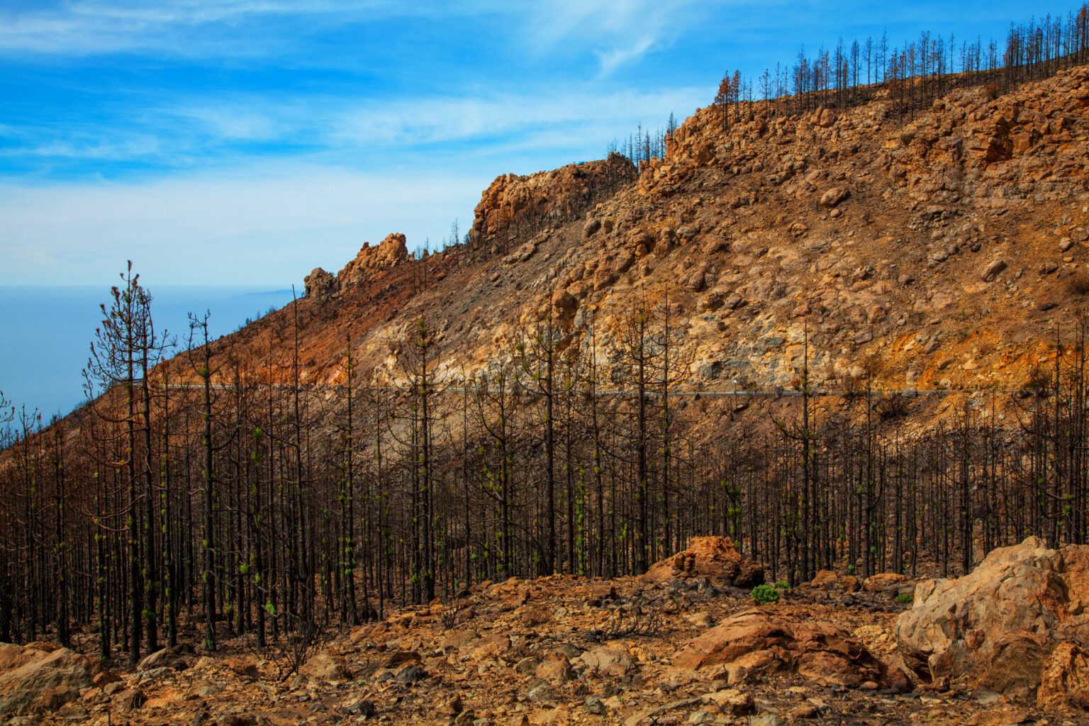 Forest,After,The,Fire,On,The,Island,Tenerife,,Canary,Islands,