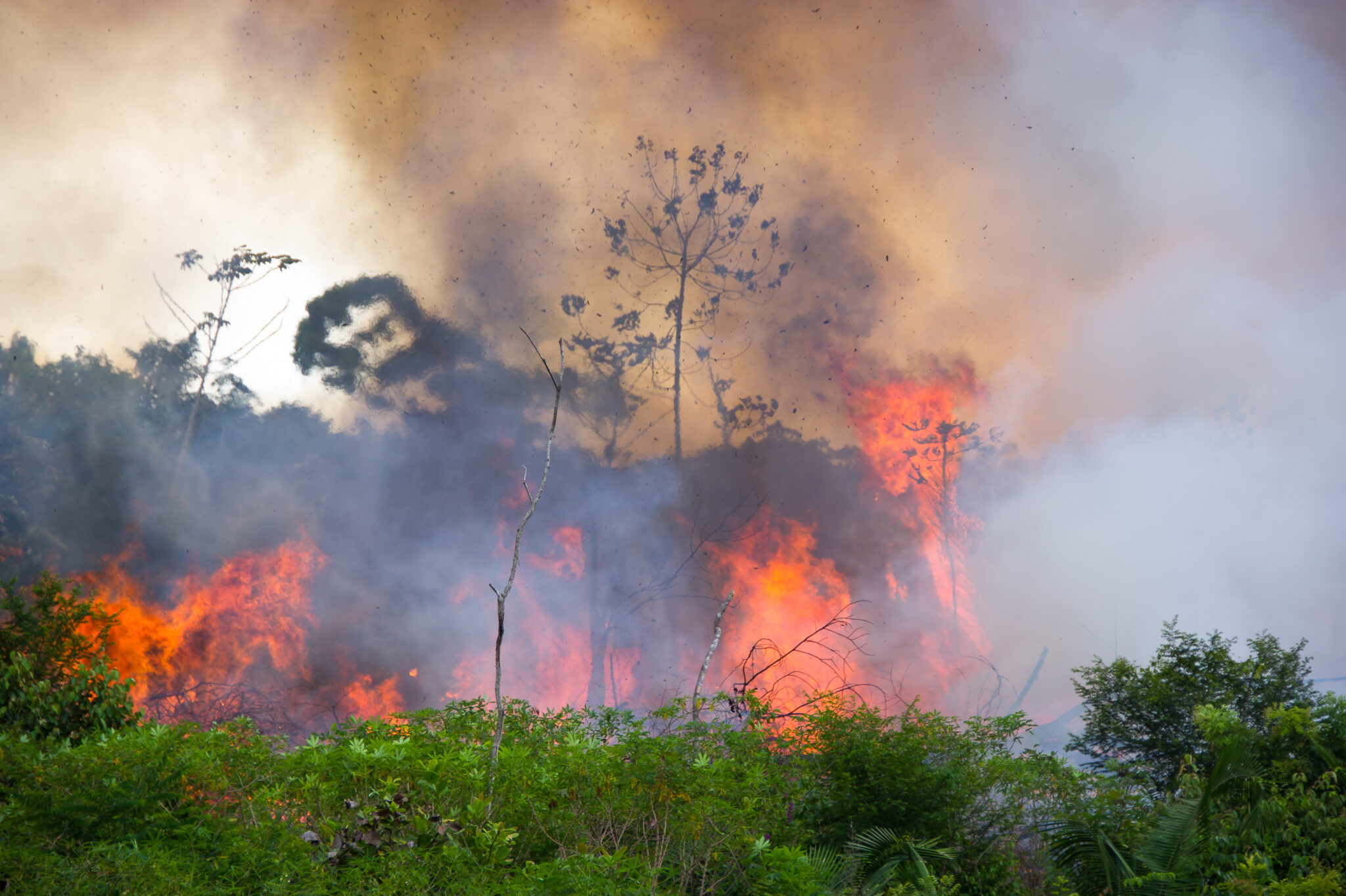 Amazon fires