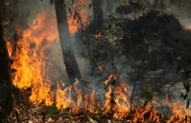 Frequent forest fires ravage parts of India due to prolonged dry conditions and human activities