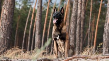 Search and rescue dog fatal fire