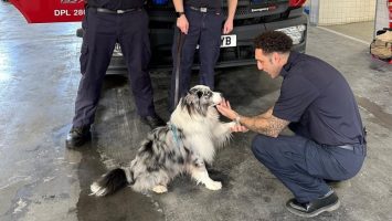 Wellbeing dogs join London Fire Brigade mental health initiative