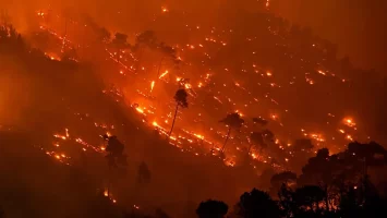 What July’s Syria fires reveal about the country’s forests