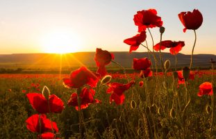 Field,Of,Poppies,Against,The,Setting,Sun