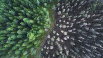 Drone,View,Of,A,Burnt,Forest.,Dead,Trees,After,Fire.