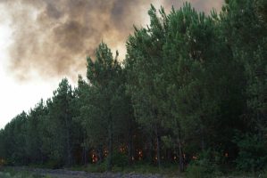 Forest,Fires,In,Gironde,,,France.17,07,2022.