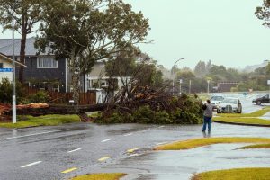 Tree,Fell,On,Road,During,Cyclone,Gabrielle.,Auckland,,New,Zealand